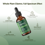 Cilantro