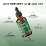 Cilantro